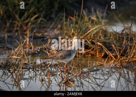 Der gewöhnliche Rotschank oder einfach Rotschank (Tringa totanus) ist ein eurasischer Wader in der Großfamilie Scolopacidas. Stockfoto