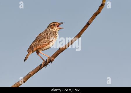 Die Indochinesische Buschlarke (Mirafra erythrocephala) oder Indochinesische Lerche ist eine Lerchenart in der Familie der Alaudidae, die in Südostasien vorkommt. Stockfoto