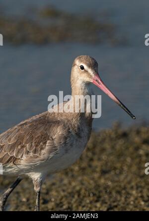 Der Schwarzschwein-Paten (Limosa limosa) ist ein großer, langbeiniger, lang abgerechneter Kurzvogel, der 1758 von Carl Linnaeus erstmals beschrieben wurde. Stockfoto