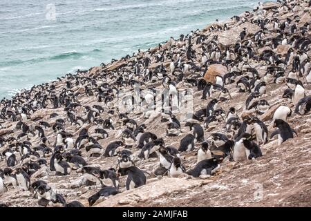 Rockhopper Pinguin Colony, Saunders Island, Falkland Islands, South Georgia, Antarktis Stockfoto