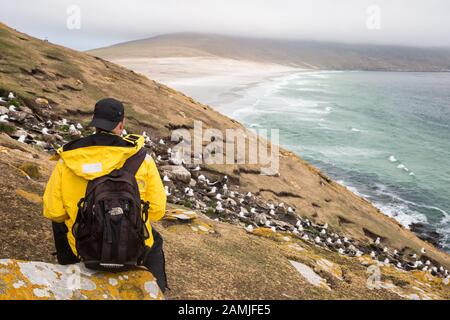 Touristen in der schwarz-braunen Albatross-Kolonie, auf der Saunders Island, auf den Falklandinseln in der Antarktis Stockfoto