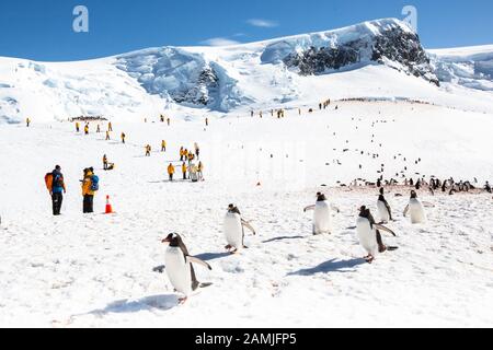 Touristen in der Gentoo Pinguin Kolonie, Mikkleson Harbour, Antarktis Stockfoto