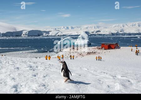 Touristen in der Gentoo Pinguin Kolonie, Mikkleson Harbour, Antarktis Stockfoto