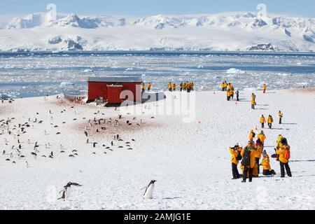 Touristen in der Gentoo Pinguin Kolonie, Mikkleson Harbour, Antarktis Stockfoto