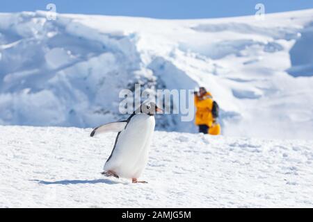 Touristen in der Gentoo Pinguin Kolonie, Mikkleson Harbour, Antarktis Stockfoto