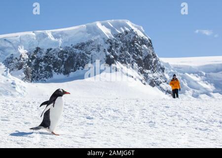 Touristen in der Gentoo Pinguin Kolonie, Mikkleson Harbour, Antarktis Stockfoto