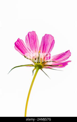 Makro-Nahaufnahme einer blühenden, rosa violetten Cosmos bipinnatus Garten Mexican aster cosmea Blume mit grünen Blättern isoliert auf Weiß Stockfoto