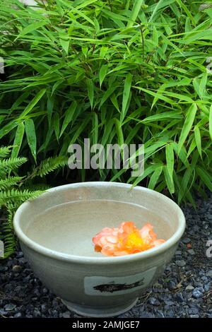 Nahaufnahme der mit Wasser gefüllten Keramikschale und der orangefarbenen Begonienblume im japanischen Garten im privaten Garten im Hinterhof im Sommer. Stockfoto