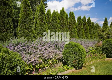 Erhöhte Pflastersteine umrandete Grenze mit violettem Nepeta - Catmint Blumen und Reihen von Thuja occidentalis - Zedernbäume im Hinterhofgarten im Sommer. Stockfoto