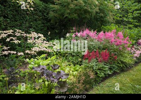 Grüner Rasen und Grenze zu Cornus alternifolia - Pagoda-Dogwood-Baum, rote, pinke und mauve Astibe Blumen im privaten Hinterhofgarten im Sommer. Stockfoto