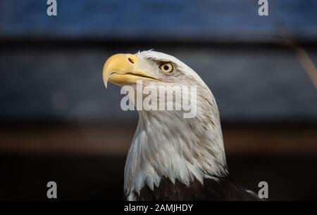 Kopf- und Halsschuss eines Baldköpfigen Adlers im Phoenix Zoo in Arizona Stockfoto