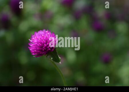 Eine Kugelblume (Gomphrena globosa) in grüner Natur. Surakarta, Indonesien. Stockfoto