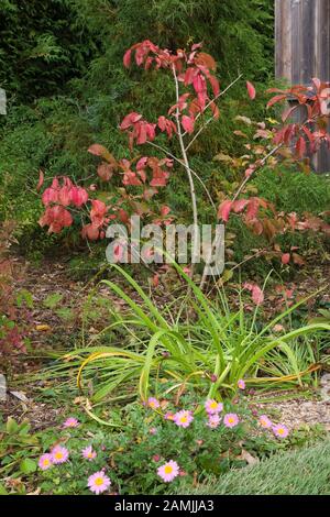 Rosa mehrjährige Blumen und Euonymus alatus - Spindelbaum mit roten Blättern an der Grenze im privaten Hinterhofgarten im Herbst. Stockfoto