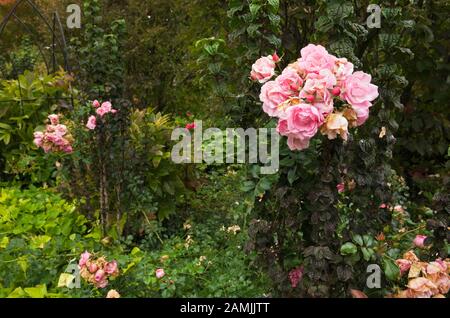 Grenze zu Rosa Rosa 'Flower Carpet Applebloom' - Rosenblüten im Herbst im privaten Garten im Hinterhof. Stockfoto