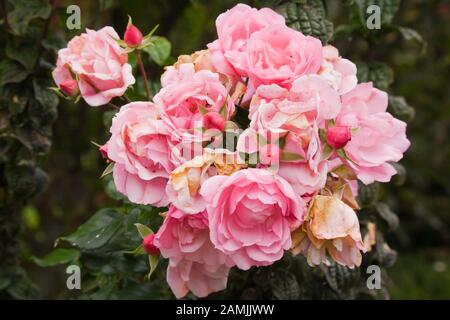 Nahaufnahme der verwilderten Rosa 'Blumenarpet Applebloom' - Rosen-Blumen im privaten Garten im Hinterhof im Herbst. Stockfoto