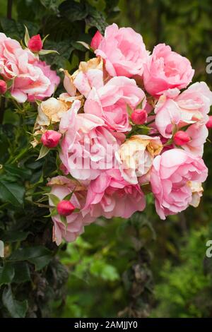 Nahaufnahme der verwilderten Rosa 'Blumenarpet Applebloom' - Rosen-Blumen im privaten Garten im Hinterhof im Herbst. Stockfoto