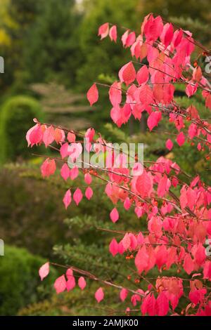 Nahaufnahme von Euonymus alatus - Spindelbaum mit roten Blättern im privaten Hinterhofgarten im Herbst. Stockfoto