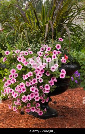 Schwarze Pflanzmaschine mit pinkfarbenen Petunia x hybrida 'Easy Wave Plum Vein' Blumen im Garten im Hinterhof im Sommer. Stockfoto