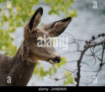Seitenansicht Nahaufnahme des Gesichts ein junger Hirsch aus Suchen in der Ferne. Stockfoto