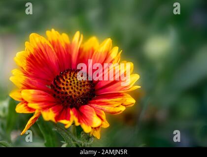 Arizona Sonnendecke Blume, Gaillardia grandiflora, selektiver Fokus, fröhliche bunte Blume mit Copyspace Stockfoto