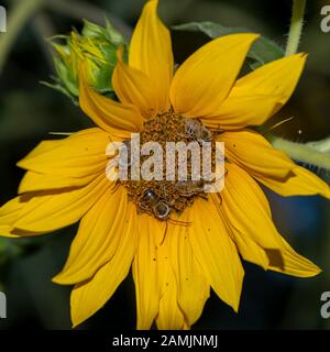 Eine Sonnenblume in der Natur, die von Honigbienen bestäubt wird, Nahaufnahme und Draufsicht Stockfoto