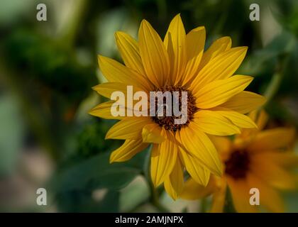 Eine Sonnenblume in der Natur, bestäubt durch Honigbiene, Nahaufnahme und Draufsicht, mit Kopienraum Stockfoto