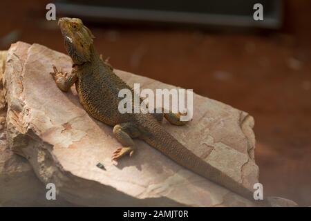 Bärtiger Drache, der auf einem Braunstein sitzt und nach draußen blickt. Stockfoto