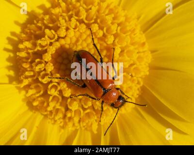 Orangefarbener Käfer auf einer leuchtend gelben Wüstenmarigold-Blüte Stockfoto