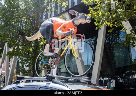 Adelaide, Australien. Januar 2020. Ein gigantisches Känguru, das mit einem Fahrrad fährt, wird auf einem offiziellen Tourwagen zur Vorbereitung der Tour Down Under Cycliste angezeigt, die am 21. Januar in und um Adelaide, South Australia, beginnt und 17 Teams der Welt der Radfahrer umfasst. Credit: Amer Ghazzal/Alamy Live News Stockfoto