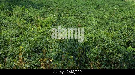 Grüne Chiliplantage in der Nähe von Kolar, Karnataka, Indien. Grüne Chili Pfefferfarm. Stockfoto