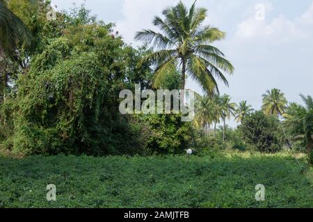 Grüne Chiliplantage in der Nähe von Kolar, Karnataka, Indien. Grüne Chili Pfefferfarm. Stockfoto