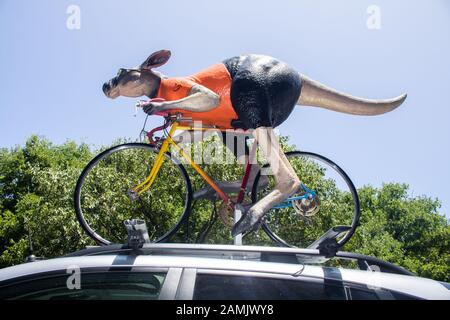 Adelaide, Australien. Januar 2020. Ein gigantisches Känguru, das mit einem Fahrrad fährt, wird auf einem offiziellen Tourwagen zur Vorbereitung der Tour Down Under Cycliste angezeigt, die am 21. Januar in und um Adelaide, South Australia, beginnt und 17 Teams der Welt der Radfahrer umfasst. Credit: Amer Ghazzal/Alamy Live News Stockfoto