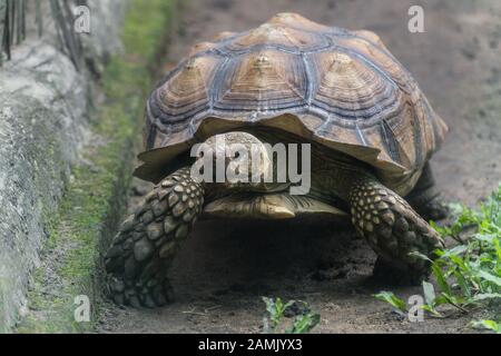 Schildkröte kriecht auf dem Boden Stockfoto