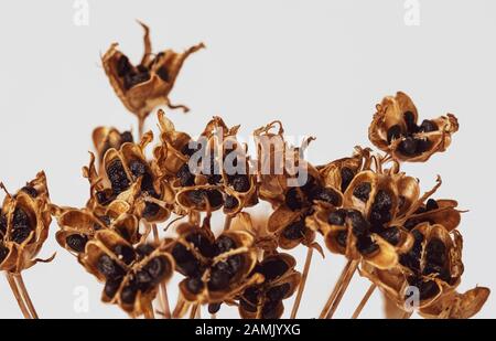 Makrobild eines getrockneten Zwiebel-Unkraut-Kopfes mit Samen vor weißem Hintergrund. Stockfoto