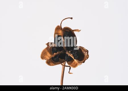 Makrobild einer getrockneten Zwiebel-Unkraut-Blume mit Samen vor weißem Hintergrund. Stockfoto