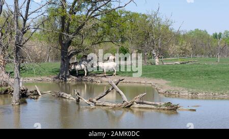 Przevalsky Pferde grasen im Nationalpark Hortobágy Stockfoto