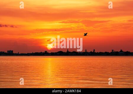 Vogelfliege bei Sonnenuntergang am Siesta Key Strand Stockfoto