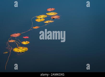 Schwimmende Lilie im See, Mont-Tremblant, Kanada Stockfoto