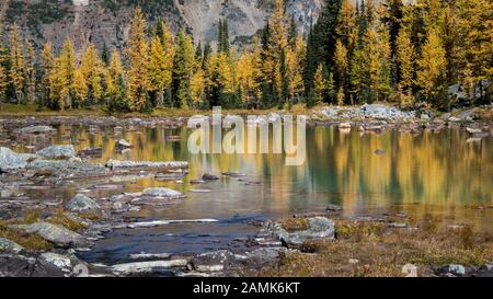 Herbstbäume spiegelten sich in den klaren Gewässern im Lake O'Hara, kanadischen Rockies, wider Stockfoto