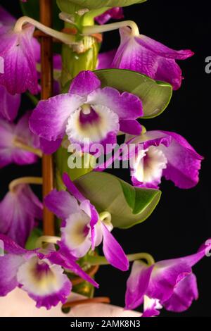 Haufen von hübschen, rosafarbenen Blütenblättern der Dendrobium-Orchidee, die isoliert aufblühen und auf schwarzem Hintergrund absterben. Stockfoto