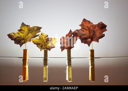 Herbstblätter, die zum Trocknen an Wäscheklappen befestigt sind Stockfoto