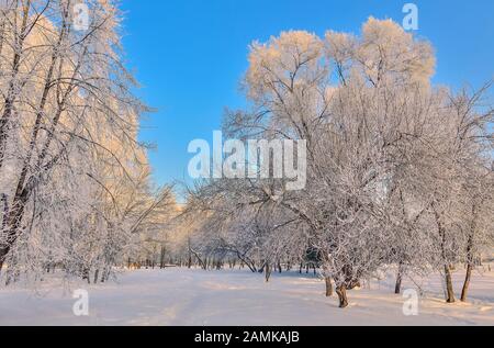 Schönheit der winterlichen Landschaft in Snowy Park am sonnigen Tag. Wunderland mit weißen Schnee und Raureif bedeckt Bäume und Sträucher im Sonnenlicht - schöne Winte Stockfoto