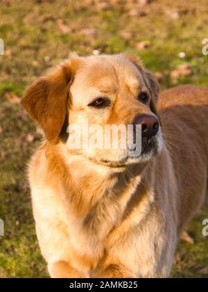 Nahaufnahme eines goldenen Fell Hund mit einem stolzen Blick Stockfoto