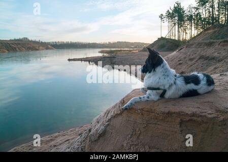 Der Hund liegt an einem sandigen Hang an der Bank eines Sandbruchs Stockfoto