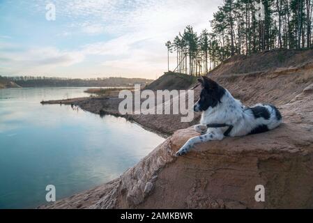 Der Hund liegt an einem sandigen Hang an der Bank eines Sandbruchs Stockfoto