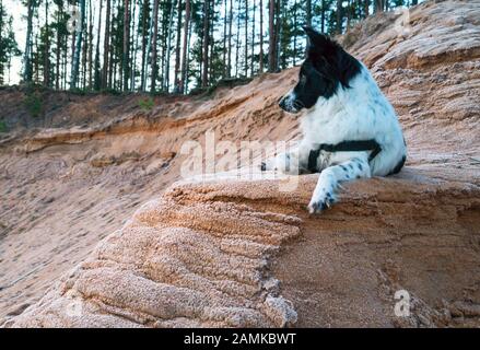 Der Hund liegt an einem sandigen Hang vor dem Waldrand Stockfoto