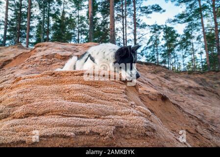 Der Hund liegt an einem sandigen Hang vor dem Waldrand Stockfoto