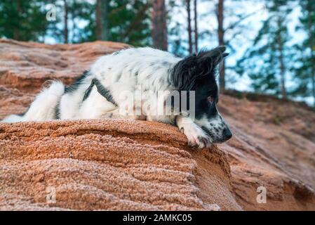 Der Hund liegt an einem sandigen Hang vor dem Waldrand Stockfoto