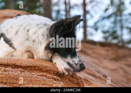 Der Hund liegt an einem sandigen Hang vor dem Waldrand Stockfoto