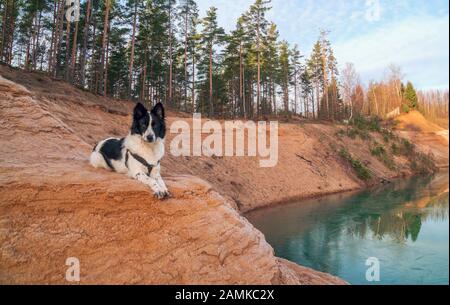 Der Hund liegt an einem sandigen Hang an der Bank eines Sandbruchs Stockfoto